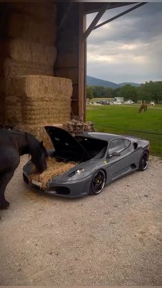 a horse standing next to a car eating hay