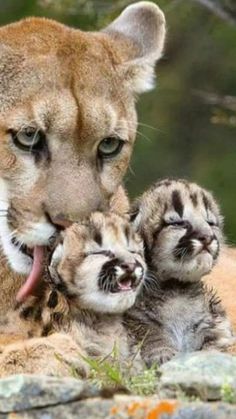 a mother mountain lion and her two cubs