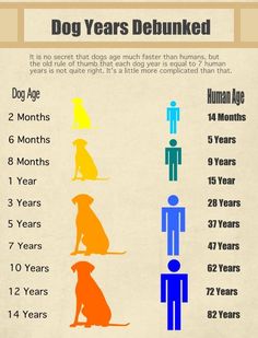 the dog years debunked info sheet is shown in blue, orange and yellow