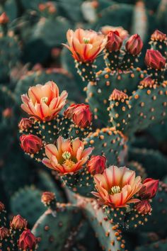 many red and yellow flowers on a cactus