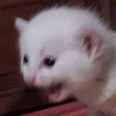 a small white kitten standing on top of a wooden table