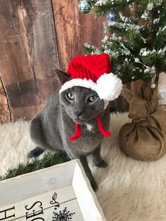 a gray cat wearing a red and white santa hat next to a small christmas tree