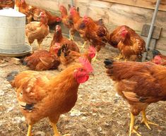 a group of chickens walking around in the dirt next to a metal bucket and water can