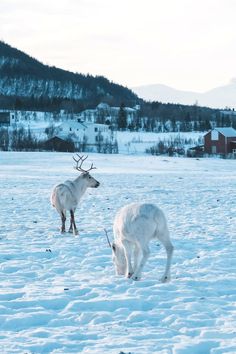 two white deer standing on top of snow covered ground