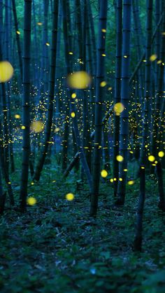 fireflys fly through the air in a forest