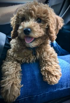 #minigoldendoodle Labradoodle Mini, Schnauzer Poodle, Mini Golden Doodle, Dog Tumblr, Maltipoo Dog, Golden Doodles