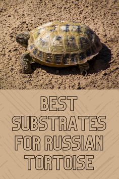 a turtle sitting on the ground with text overlay that reads best subtrates for russian tortoise