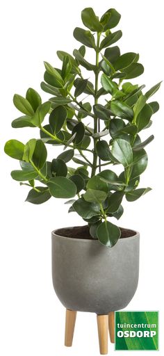 a potted plant with green leaves in it