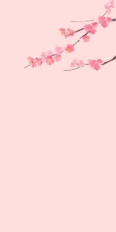 pink flowers on a branch against a light pink background