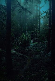 a path in the middle of a forest at night