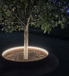 a lit up tree in a planter at night