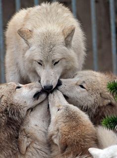 an image of three wolfs in the middle of a group with their heads together