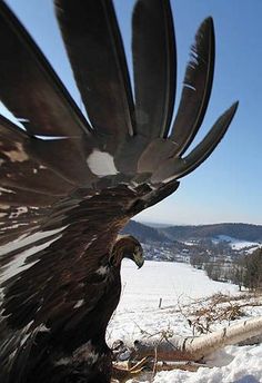 a large bird with its wings spread out in the snow, with a quote on it