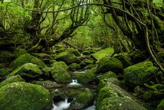 a stream running through a lush green forest filled with moss covered rocks and trees in the background