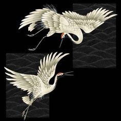 two white cranes flying in the air with their beaks open and wings spread out