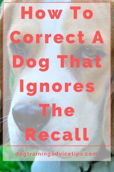 a brown and white dog with the words how to correct a dog that ignores the recall