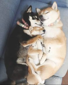 two puppies are playing with each other on the couch