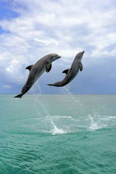 two dolphins are jumping in the air above the water and blue sky with white clouds