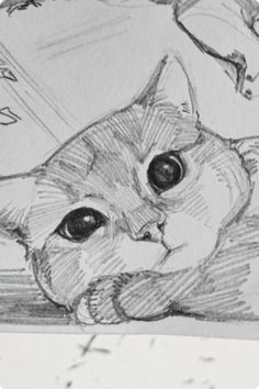 a pencil drawing of a cat laying down