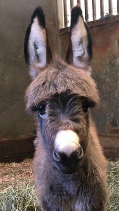 an adorable donkey looking at the camera