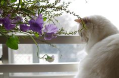 a white cat sitting on top of a window sill next to a vase filled with purple flowers