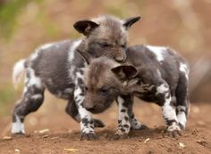 two baby lambs are playing together in the dirt