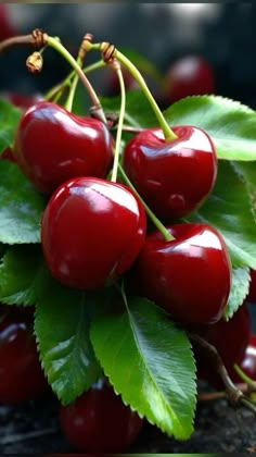 the cherries are ripe and ready to be picked