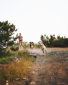 two dogs running down a dirt road next to a man and his dog in the woods