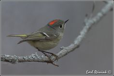 a small bird sitting on top of a tree branch in the snow with red markings