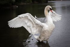 a white swan flaps its wings in the water