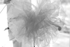 a black and white photo of a flower in front of a window with sheer curtains