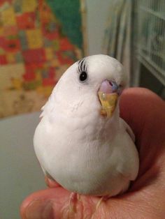 a small white bird sitting on top of someone's hand