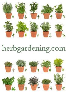 there are many different types of herbs in the potted planters on this page