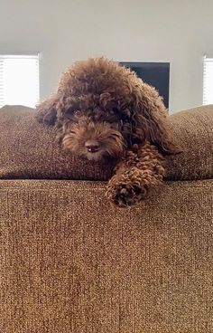 a brown dog laying on top of a couch