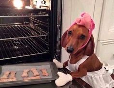 a dachshund dog wearing a pink hat sitting in front of an oven