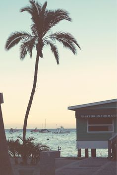 a palm tree sitting next to the ocean