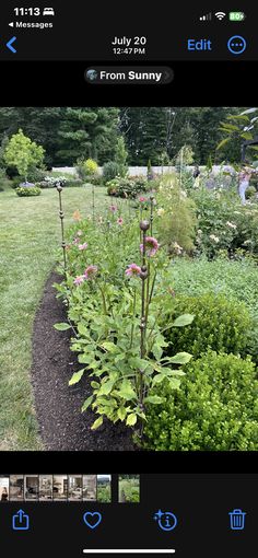 an image of a flower garden taken from the camera phone screen, with other flowers and shrubs in the background