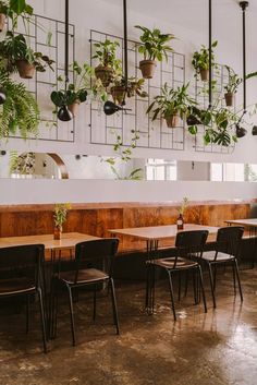 tables and chairs are lined up against the wall with plants hanging from them on it