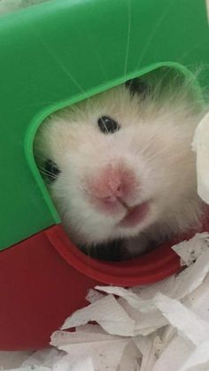 a small hamster in a green and red container