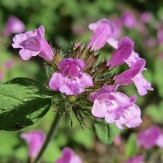 pink flowers with green leaves in the foreground and blurry grass in the background