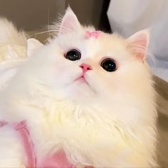 a white cat with black eyes wearing a pink bow