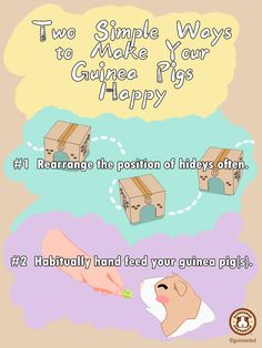 Two Simple Ways to Make Your Guinea Pigs Happy Guinea Pig Information, Guine Pig, Diy Guinea Pig Cage, Pig Ideas