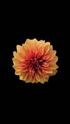 a large orange flower on a black background