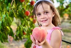 Where to Pick Peaches, Plums, Cherries, Corn, and More at Boston Farms Turkey Hill, July 4th Holiday, Snack Shack, Ice Cream Stand, Summer Produce, Fruit Picking, The Barnyard, Fall Apples, Barnyard Animals