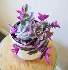 purple flowers are in a white pot on a small wooden table with a green edge