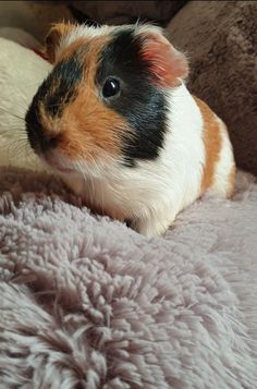 a brown and white guinea pig laying on top of a bed