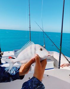 a white fish being held up to the camera by someone's hand on a boat