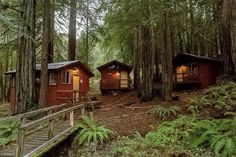 two cabins in the woods with trees and a wooden bridge leading to them, surrounded by ferns