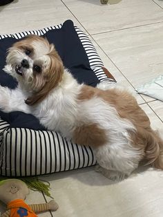 a brown and white dog laying on top of a pillow