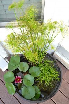 a planter filled with water lilies and other plants sitting on a wooden deck